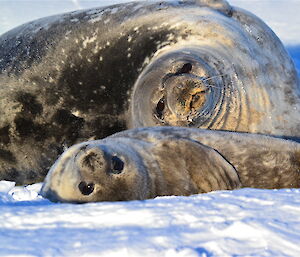 Mum and pup Weddell seals on the sea ice