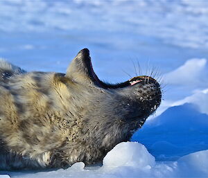 A young Weddell seal yawning