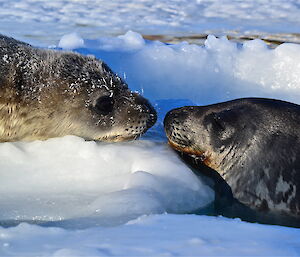 A young Weddell on the sea ice with an adult Weddell sticks its head out of the water