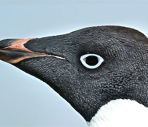 A close up of an Adélie penguin