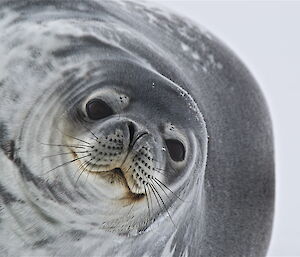 Large adult Weddell seal on the sea ice