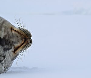 Underbelly of a Weddell seal