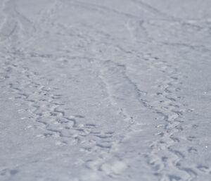 Adelie penguin foot and belly prints