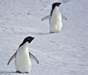 Two Adelie penguins in the snow
