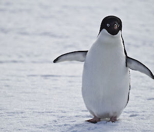 A close up shot of an Adelie penguin, wings spread and snowy white surroundings