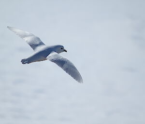 Snow Petrel in mid-flight