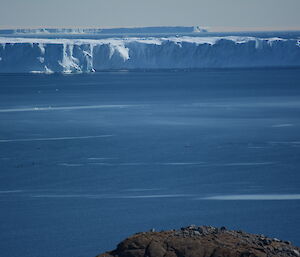 Killer whales in the distance with huge ice cliff in the background