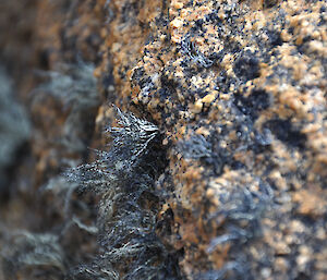 Close up photo of moss growing on rocks