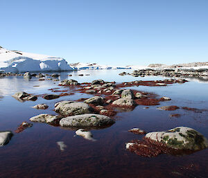 Beall Island flat worm site