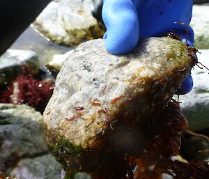 Flatworms on a rock