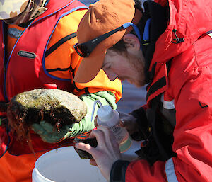 An expeditioner checks over a rock for evidence of flat worms