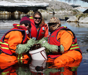 Group of expeditioners in the water collecting flatworms