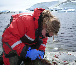 An expeditioner checks over a rock for evidence of flat worms