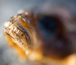 Close up of the tiny pointed teeth.