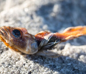 Fish that washed up at the wharf