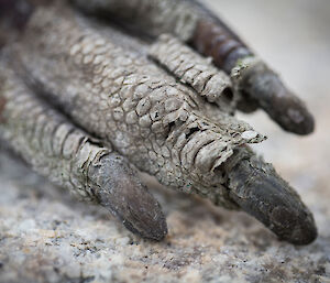 Weathered penguin foot with long toenails