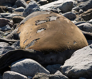 Elephant seal moulting
