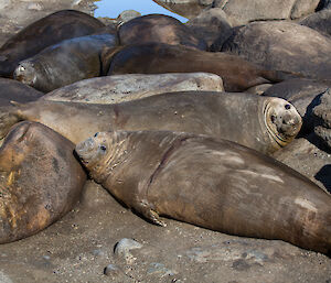 Seal, or rock?