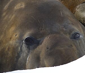 Close shot of the seal’s big brown eyes