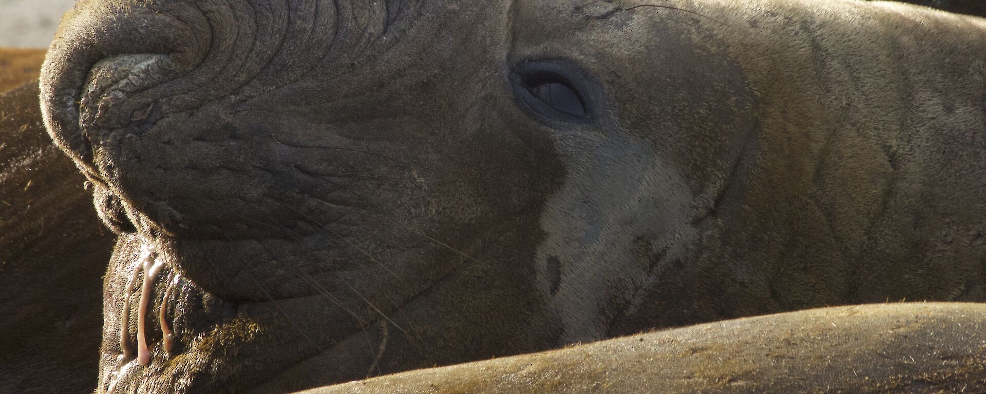The trademark proboscis of the elephant seal is a bit drippy.
