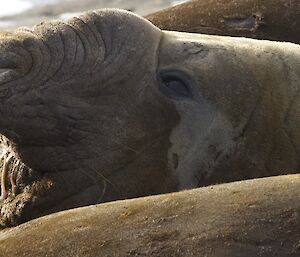 The trademark proboscis of the elephant seal is a bit drippy.