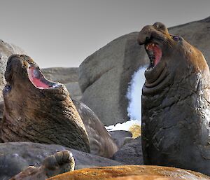 Two scarred seals rear and spar with each other.