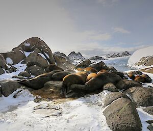 A mound of seals lying on top of each other blend into the rocks.