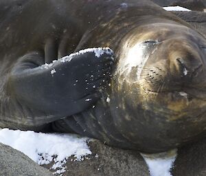 Ele seal scratching its head with its flipper.