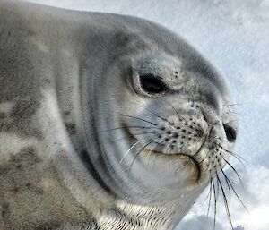 Surly but fluffy looking weddell seal