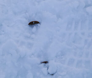 Two pennies lying rim up in the snow after throwing during a game of Two-Up