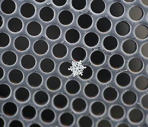 A snowflake on a piece of mesh