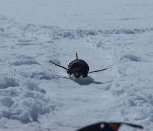 An Adélie penguin sliding on it’s belly in Antarctica