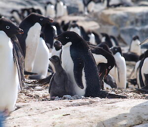 Adélie chicks and parents near Casey station, Antarctica