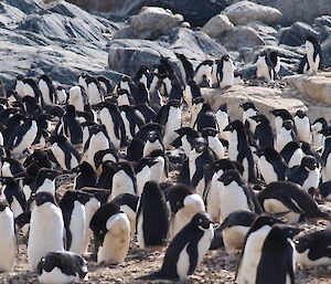 Penguin rookery near Casey station, Antarctica