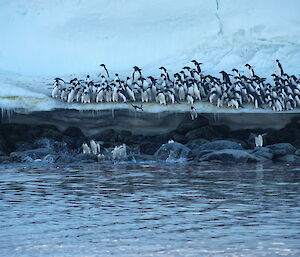 Adélie penguins diving into the water near Beal Island, offshore from Casey station, Antarctica