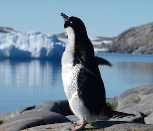 An Adélie penguin sunning itself near Casey station, Antarctica