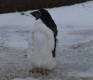 An Adélie penguin molting it’s coat, near Casey station, Antarctica