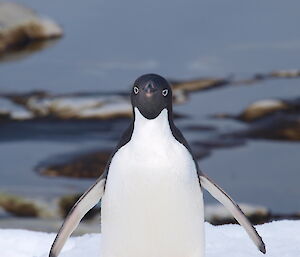 An Adélie penguin stares at the photographer
