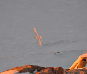 Snow petrel against the snow covered rocks of Reeves Hill where they roost