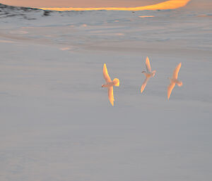 Three snow petrels in flight at Casey