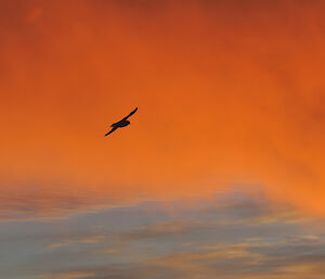 Snow petrel dark against the coloured clouds