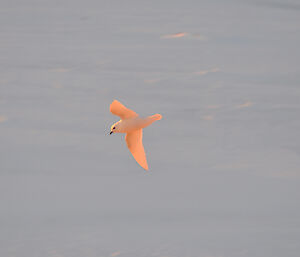 A snow petrel tinged orange with the light of the setting sun