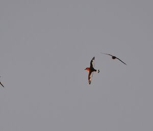 Antarctic petrels in the glow of the sun