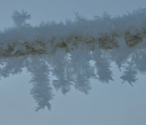 Delicate hoar frost ice crystals on a rope set up to hold during blizzards