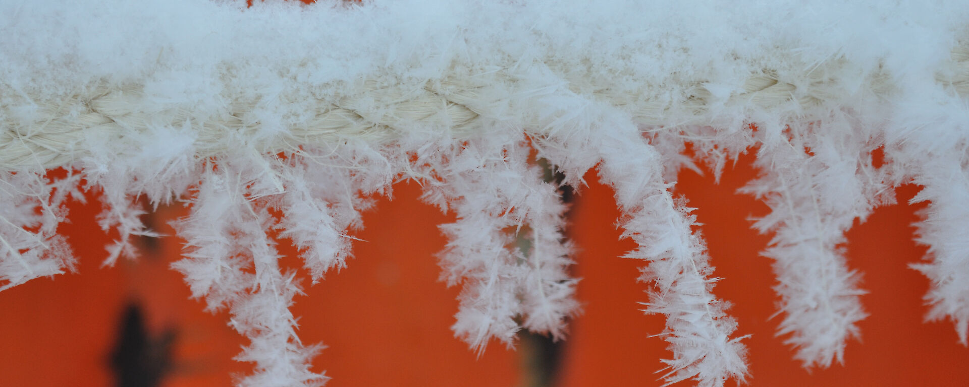 Hoar frost on the blizzard line outside the Red Shed