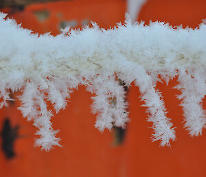 Hoar frost on the blizzard line outside the Red Shed