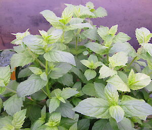 Mint plant in Casey hydroponics