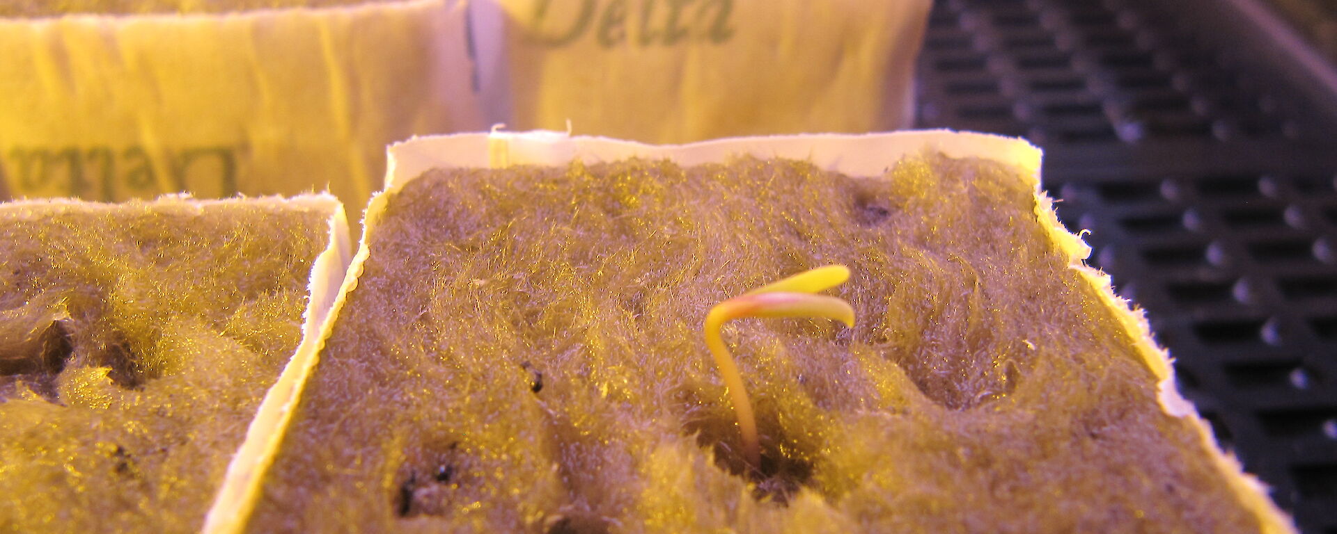 a seedling growing in Casey Hydroponics