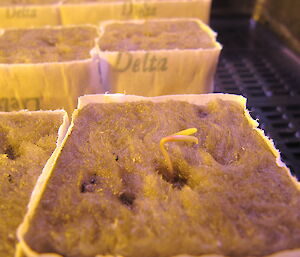 a seedling growing in Casey Hydroponics