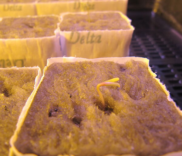 a seedling growing in Casey Hydroponics